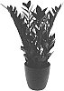 Zamioculcas%20zamiifolia%20%27TVZAMBL1%27