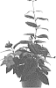 Mandevilla%20sanderi%20%27Lannorthdakota%27