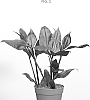Tradescantia%20spathacea%20%27DRATRA01%27