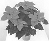 Euphorbia%20pulcherrima%20%27WEL20390%27