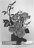 Rosa%20hybrida%20%27WEKnewibpusbi%27