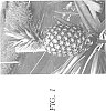 Ananas%20comosus%20%27Vintage%20Ruby%27