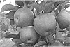 Malus%20domestica%20%27PremA003%27