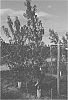 Prunus%20persica%20%28L.%29%20Batsch%20%27CAKEPOP%27