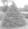 Chamaecyparis%20lawsoniana%20%27SMNCLUTL%27
