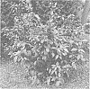 Calycanthus%20floridus%20%27SMNCAF%27