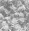 Sorbaria%20sorbifolia%20%27SMNSSC%27