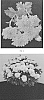 Chrysanthemum%20x%20morifolium%20%27CIFZ0078%27