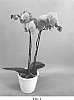 Phalaenopsis%20hybrid%20%27PHALJALZE%27