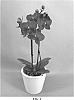 Phalaenopsis%20hybrid%20%27PHA1904894%27