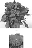 Dahlia%20variabilis%20%27Baldadendre%27