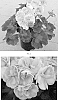 Pelargonium%20x%20hortorum%20%27PECZ0020%27