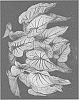 Caladium%20X%20hortulanum%20%27GPR%20013-2243%27