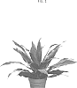 Dracaena%20fragrans%20%270801BJ%27