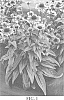 Echinacea%20spp.%20%27TNECHSS%27