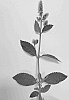 Mentha%20Plant%20Named%20%27Columbia%27