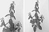 Mentha%20Canadensis%20plant%20named%20%27Umpqua%27