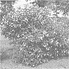 Cephalanthus%20occidentalis%20%27SMCBM%27