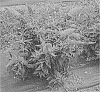 Buddleia%20davidii%20%27SMNBDB%27