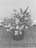 Buddleia%20davidii%20%27Dapconwhi%27