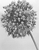 Allium%20ampeloprasum%20L.%20%27BERALJAS%27