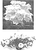 Verbena%20hybrida%20%27VEAZ0063%27