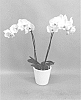 Phalaenopsis%20hybrid%20%27PHALHOQGAI%27