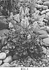 Heuchera%20hybrid%20%27Ruby%20Tuesday%27