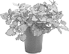 Lamium%20maculatum%20%27Orchid%20Frost%20Grande%27