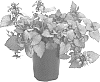 Lamium%20maculatum%20%27Orchid%20Frost%20Gold%27