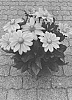 Rudbeckia%20hirta%20L.%20%27BullRudi%2009%27