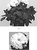 Dahlia%20variabilis%20%27Baldadenwhi%27