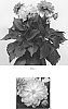 Dahlia%20variabilis%20%27Baldamidlip%27