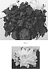 Dahlia%20variabilis%20%27Baldadenyel%27