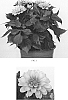 Dahlia%20variabilis%20%27Baldaminpec%27