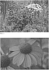 Echinacea%20hybrid%20%27Frankly%20Scarlet%27