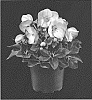 Helleborus%20niger%20X%20Helleborus%20x%20hybridus%20%27COSEH%207400%27