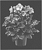Helleborus%20x%20ballardiae%20X%20Helleborus%20x%20hybridus%20%27COSEH%206400%27
