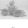 Hylocereus%20undatus%20%27DF2%27