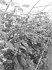 Rubus%20idaeus%20%27ABB%20119%27