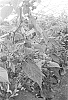 Rubus%20idaeus%20%27ABB%20126%27