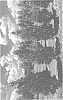 Thuja%20plicata%20x%20standishii%20%27TPMTF%27
