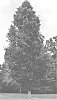 Quercus%20lyrata%20%27Milliken%27