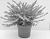 Lonicera%20nitida%20%27GRLN01%27