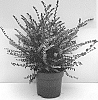 Lonicera%20nitida%20%27GRLN03%27