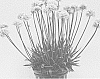 Armeria%20pseudarmeria%20%27Dream%20Clouds%27