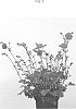 Geum%20hybrid%20%27MACGEU005%27