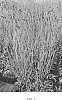 Sanguisorba%20officinalis%20%27Big%20Dream%27