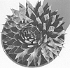 Sempervivum%20hybrida%20%27Fire%20Quartz%27