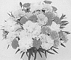 Dianthus%20caryophyllus%20%27KLEDP20383%27
